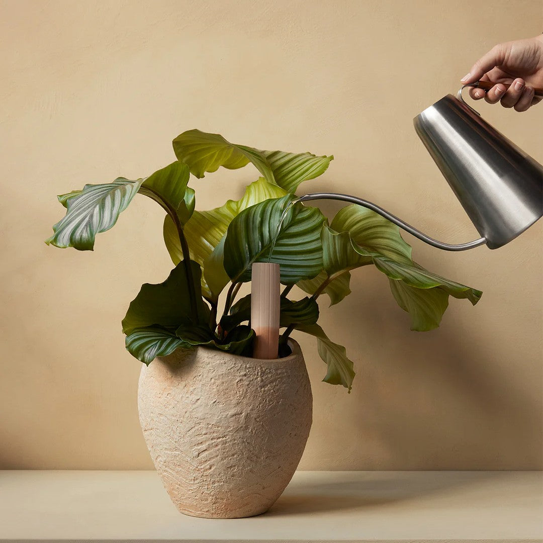 Green textured leaves in a beige textured pot, set against a warm, neutral background. Elegant watering can in silver.