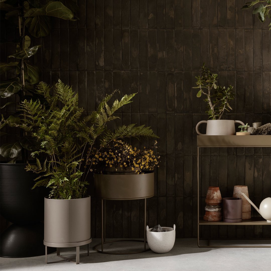Potted ferns in metallic gray and sleek white planters against a dark wood backdrop, featuring warm earthy tones.
