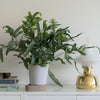 Green leafy plant in a white pot on a light surface next to a gold lamp, creating a fresh and modern decor.